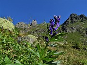 27 Aconito napello (Aconitum napellus) tra il PIzzo e il Torrione